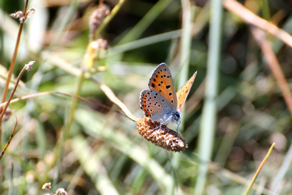 Lycaena alciphron? - S